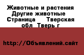 Животные и растения Другие животные - Страница 2 . Тверская обл.,Тверь г.